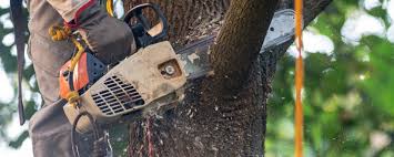  Lakewood, CA Tree Services Pros