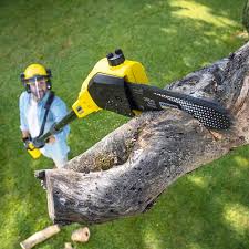 Best Root Management and Removal  in Lakewood, CA