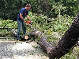 Best Tree Trimming and Pruning  in Lakewood, CA