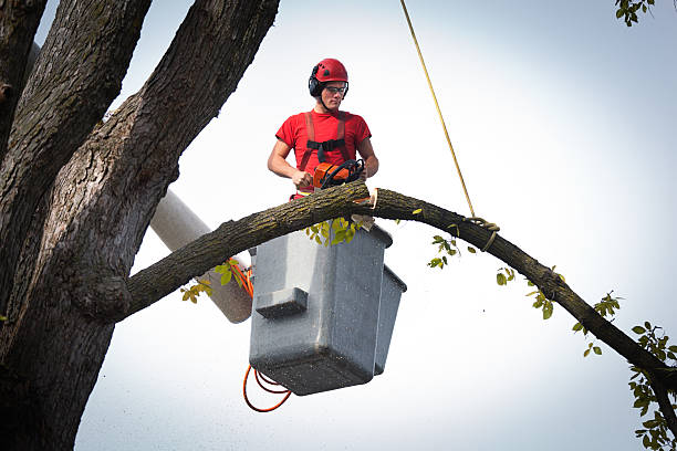 Best Tree Removal  in Lakewood, CA